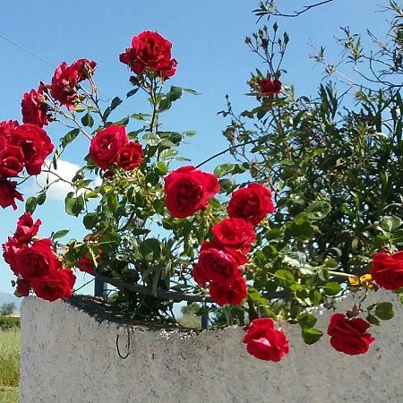 Country House L'Ippocastano Altavilla Silentina Exterior photo